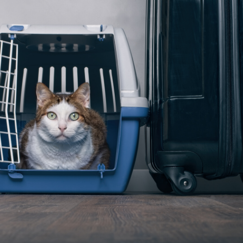 cat - travelling with pets 