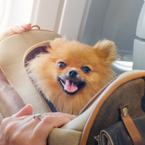 dog travel