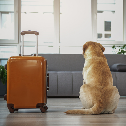 travelling with pets  - dog with suitcase