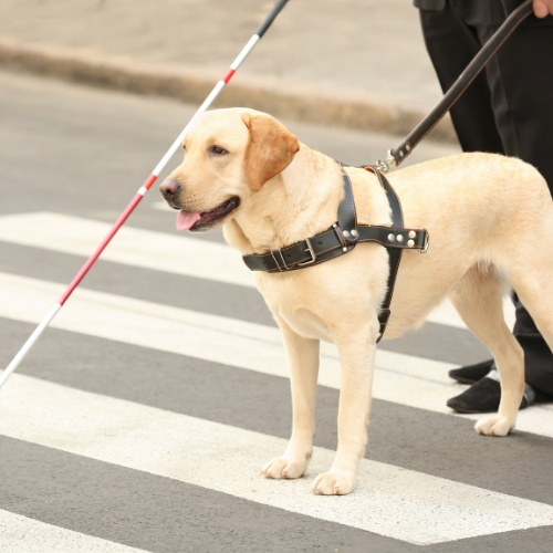 travelling with pets  - guide dog