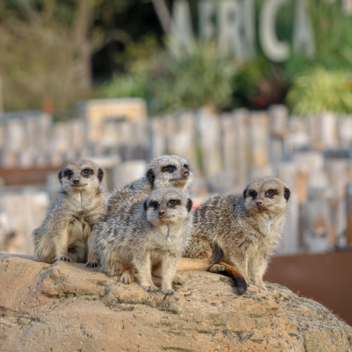 london zoo