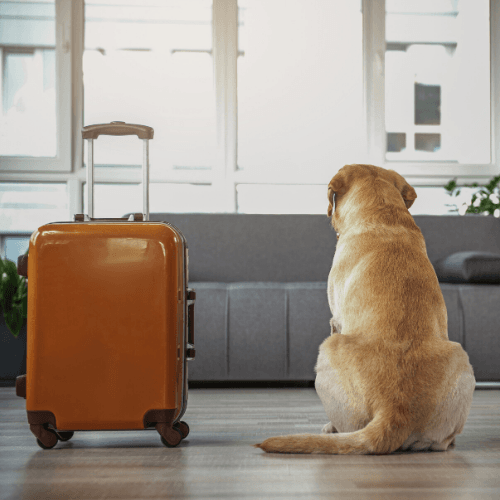 travelling with pets - dog with suitcase