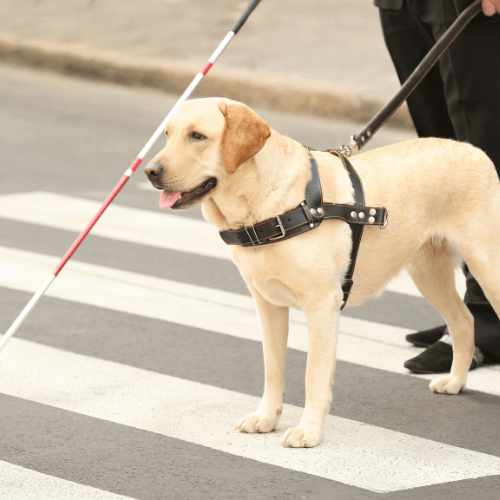 travelling with pets - guide dog